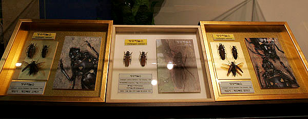 8일 세종문화회관 별관에서 열린 '2007세계곤충탐험전'에서 국내외 희귀곤충표본 1만여점이 전시된 가운데 북한 묘향산과 소백산에서 채집된 장수하늘소 표본의 전시모습. 가운데는 남쪽의 장수하늘소 표본이 전시되어 있어 남북의 장수하늘소를 비교해볼 수 있다.[사진-통일뉴스 김주영 기자]