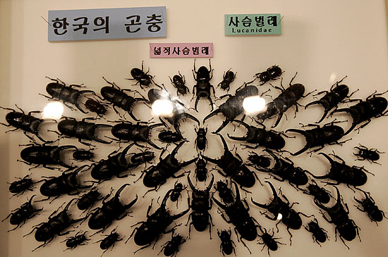 야산에 서식하는 넓적사슴벌레. [사진-통일뉴스 김주영 기자]
