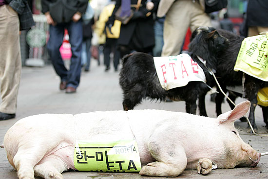 '너부러진 돼지=너부러진 농심(?)' 12일 오후 2시 20분 '전국농민회총연맹'(의장 문경식) 소속 농민들 10여명이 서울 명동 도심 한복판에 '한미FTA저지' 조끼를 입힌 염소와 돼지들로 기습선전전을 진행한 가운데 농민들이 묶어놓은 돼지가 피곤한듯 길바닥에 드러누웠다. [사진-통일뉴스 김주영 기자]