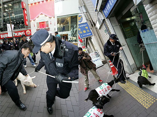 명동파출소로 연행되는 돼지와 염소.[사진-통일뉴스 김주영 기자]