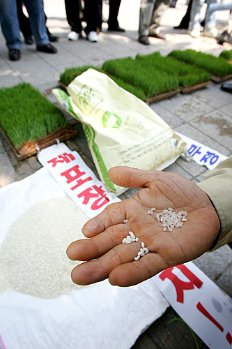 '어느 것이 수입쌀?'. 왼편에 모여있는 쌀 알갱이들이 국내산 찹쌀이고 오른편이 중국산 수입쌀이다. 이들은 