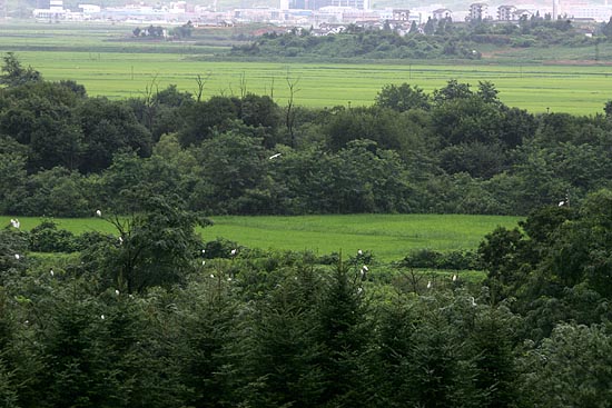 '사람은 못가도...'. 비무장지대 안으로 한가롭게 노니는 철새들의 모습이 보인다. 비무장지대는 천연기념물인 재두루미와 두루미 등의 철새도래지다. [인터넷사진공동취재단 김주영 기자]