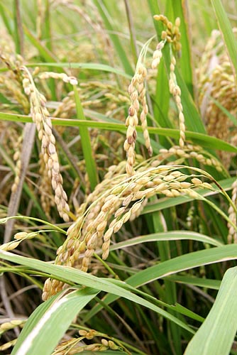 낱알이 꽉차 잘 익은 벼가 활시위 모양으로 고개를 늘어뜨렸다. [사진-통일뉴스 김주영 기자]