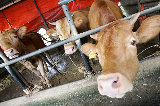 시골집 외양간의 소 한마리가 카메라를 여물로 여겼는지 고개를 길게 빼고 있다. 소 주인은 