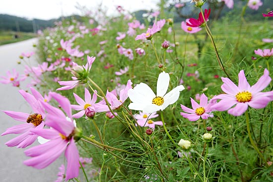시골길엔 가을 코스모스가 만발했다. [사진-통일뉴스 김주영 기자]