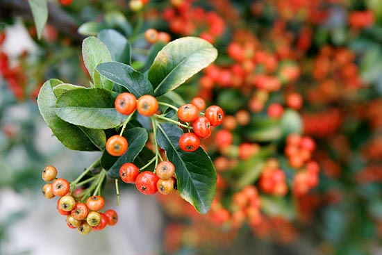 이름 모를 열매가 탐스럽게 가을색을 붉게 물들이고 있다. [사진-통일뉴스 김주영 기자]