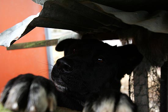 시골마을 검둥이는 고향집을 찾는 낯선 사람들을 구경하느라 고개를 길게 빼놓고 있다. [사진-통일뉴스 김주영 기자]