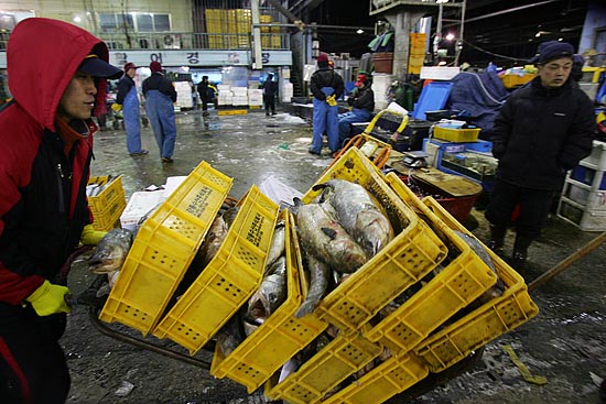 2008년 무자년(戊子年) 새해가 밝았다. 2008년 일터의 새벽을 가장 먼저 여는 사람들은 누구일까? 2일 새벽, 가락시장의 올해 첫 활어 경매를 앞두고 산지에서 싱싱한 활어들을 공수한 출하자들이 분주히 움직이고 있다. [사진-통일뉴스 김주영 기자]