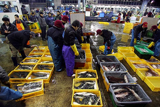 싱싱한 활어들을 산지에서 가지고 올라온 출하업자들이 경매에 선보일 활어들을 크기에 따라 분류하고 있다. [사진-통일뉴스 김주영 기자]