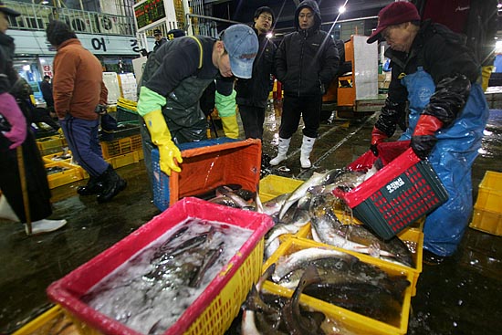 상품가치에 따라 활어들을 옮겨닮는 출하업자들의 손길이 분주하다.[사진-통일뉴스 김주영 기자]