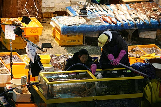 경매를 마무리 되가는 시간 각자의 결과물을 옮겨놓은 가락시장의 소매업자들이 수조를 살피고 있다. [사진-통일뉴스 김주영 기자]