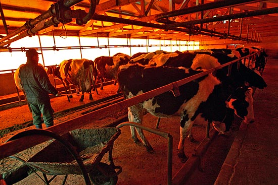 지난 1일 '무건리훈련장' 확장예정지역인 파주 법원읍 오현리 마을을 찾았다. 확장예정지인 오현리에 거주하는 심문기 '오현지킴이' 회장이 젖소들을 축사 안으로 몰아넣고 있다. [사진-통일뉴스 김주영 기자]