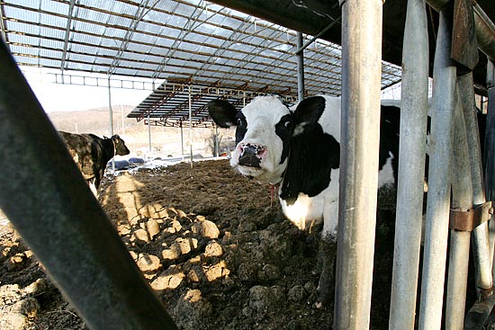 지형적으로 고지대인 오현리는 축산업을 하기 좋은 곳이다. 주민들이 이주하게 되면 축산업은 포기해야하며 농장의 소들 역시 팔려가는 신세가 된다. [사진-통일뉴스 김주영 기자]
