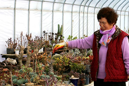 직천초교 바로 옆에서 원예하우스를 가꾸는 김옥련(71)씨가 작물들을 둘러보고 있다. [사진-통일뉴스 김주영 기자]