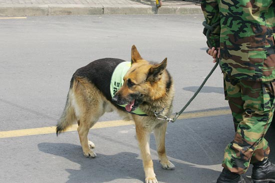 폭발물탐지 군견 [사진-통일뉴스 조성봉 기자]