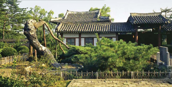 북에서 천연기념물 제252호로 보호하는 함흥반송. [캡쳐사진-내나라]