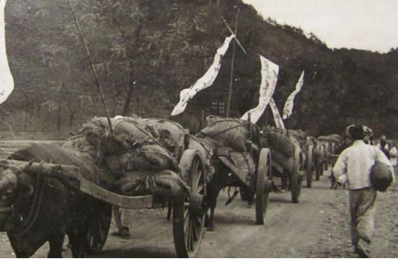 쌀을 헌납하기 위해 소달구지에 싣고 가는 모습. 1946년 3월 북조선에서 토지개혁을 통해 땅을 받은 농민 김제원이 수확한 쌀 30가마니를 국가에 헌납한 것을 계기로 각지의 농민이 애국미헌납운동을 벌였다.