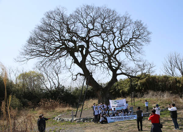 군산 하제마을의 600년된 팽나무. [사진제공-자주평화원정단]