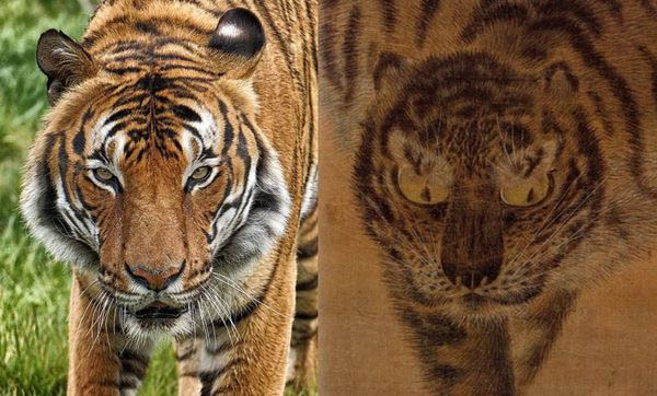 포효하지 않는 호랑이 수염은 아래로 처진다. 김홍도는 포효하지 않고 입을 다문 호랑이를 그리면서 수염을 치켜세웠다. 이 때문에 표정이 한결 부드러워졌다.호랑이 눈은 엄청나게 크게 그렸다. 큰 눈은 젊음과 총명함을 드러낸다. [사진 제공 - 심규섭]