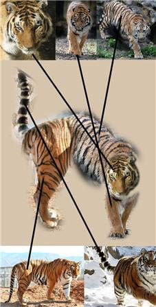 김홍도가 그린 호랑이에는 진경화법이 적용되어 있다. 실제 호랑이를 참조했지만, 현실에서는 결코 볼 수 없는 새로운 호랑이를 창조한 것이다. 얼굴은 고개를 숙인 모습, 앞발은 정면 자세, 등줄기는 위에서 본 모습, 뒷발은 측면에서 본 모습, 꼬리는 달릴 때 모양을 결합하여 가장 호랑이다운 모습을 찾아내었다. [사진 제공 - 심규섭]