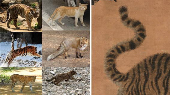 호랑이는 꼬리를 S형으로 만들 수 없다. 김홍도는 활기와 경쾌함을 만들기 위해 꼬리를 30% 정도 길게 만들어 두 번을 말았다. 이렇게 두 번을 말기 위해서는 꼬리 시작 부분에서 곧바로 말아야 한다. 비슷한 종인 고양이, 여우, 표범에서도 이런 모습은 없다. [사진 제공 - 심규섭]