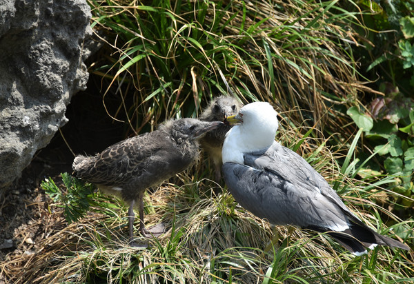 독도에 서식하는 괭이갈매기