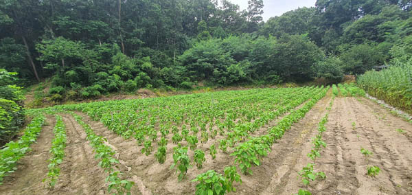 옥천군 옥천읍의 황영준 화백 생가터이다. [사진 제공 - 이양재]