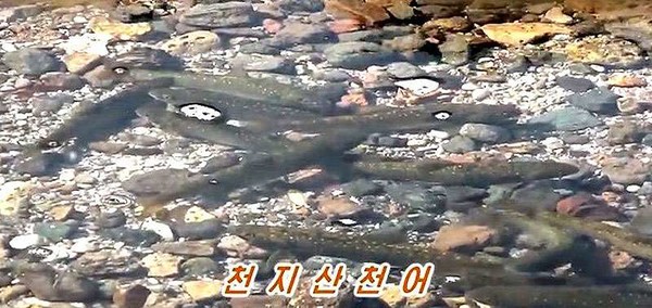 백두산 8경 ‘군유가어’ [사진-조선의 오늘 갈무리]