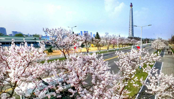 평양시 가로수로 조성된 평양백살구나무. [통일뉴스 자료사진]