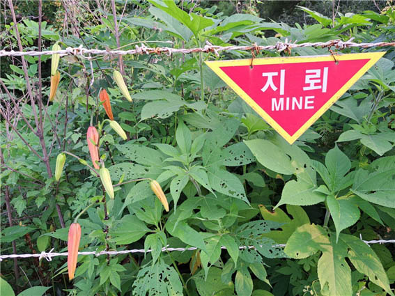 ‘2023 DMZ 국제평화 대행진’ 7일 차인 18일 철원에서 아직 끝나지 않은 전쟁을 만났다. [사진 - DMZ 국제평화대행진단]