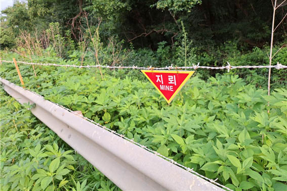 곳곳이 지뢰밭이다. 1960년대 미군이 헬기로 지뢰를 뿌렸다고 한다. 그래서 지뢰의 위치를 확인할 수 없다고 한다. [사진 - DMZ 국제평화대행진단]