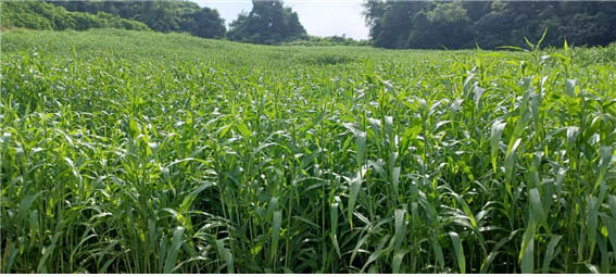 그리팅맨을 만나지 못 하고 내려오는 길 여기저기에 율무가 심겨 있었다. [사진 - DMZ 국제평화대행진단]