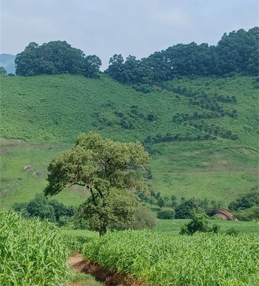 대행진 구간 중 오늘이 최고로 아름다운 길이었다. [사진 - DMZ 국제평화대행진단]