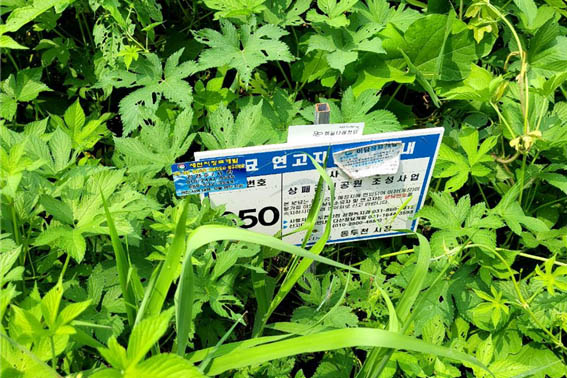 상패동 야산 무연고자 묘지. 동두천에서 기지촌 생활을 하던 여성들과 그동안 동두천에서 미군에 의해 벌어졌던 수 많은 폭력의 희생자들의 무덤이다. [사진 - DMZ 국제평화대행진단]