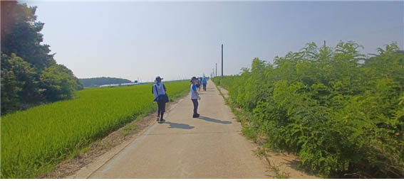 교동대교를 지나 교동도로 들어서니 들판으로 벼 이삭이 자라고 있는 평화로운 풍경이 펼쳐졌다. [사진 - DMZ 국제평화대행진단]