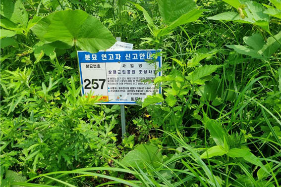 상패동 야산은 미군들에게 죽임과 폭력을 당한, 죄 없는 우리 나라의 시민들이 잠든 곳이다. [사진 - DMZ 국제평화행진단]