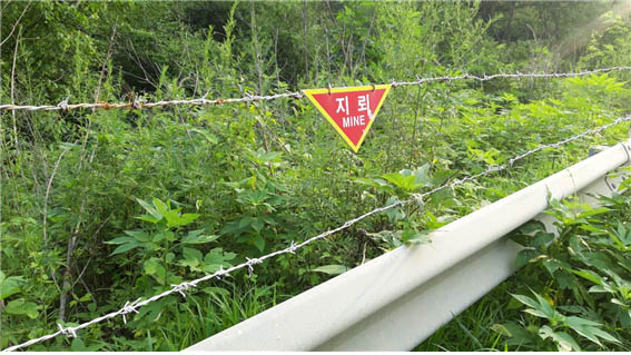 60년대 미군이 헬기를 동원해 비무장지대 접경지역에 대인지뢰를 비처럼 쏟아부었다. [사진 - DMZ 국제평화대행진단]