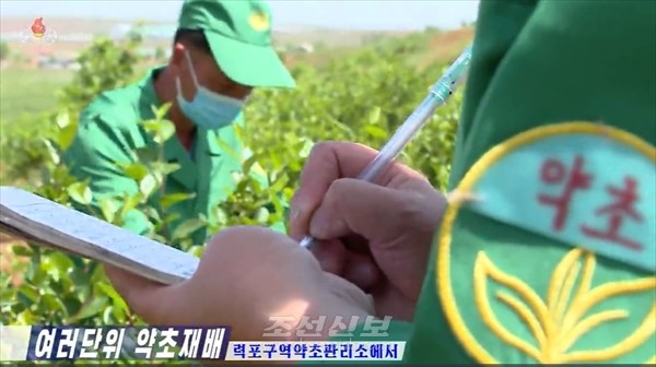 북한 전국 각지에 약초밭이 조성되어 수많은 약초를 채취하고 있다. [사진-조선신보 갈무리]