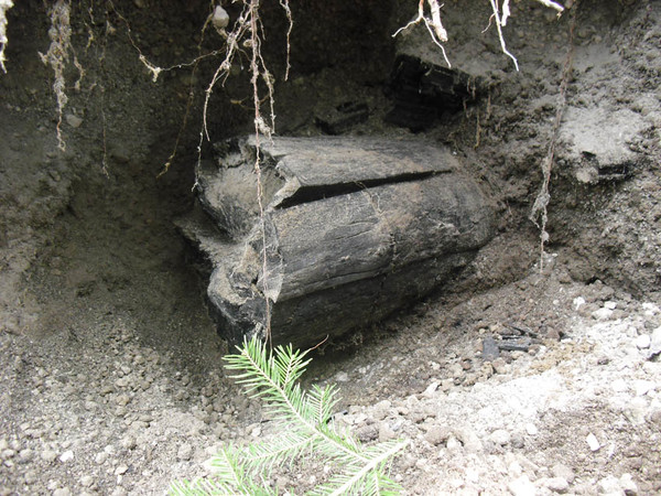 탄화목 [사진-내나라 갈무리]