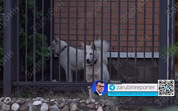 푸틴 관저에서 지내는 풍산개 두 마리. [사진 갈무리-파벨 자루빈 텔레그램]
