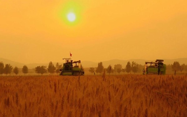 북측 중부 이남의 여러 지역에 27일까지 무더위주의경보가 발령됐다. [사진-노동신문]
