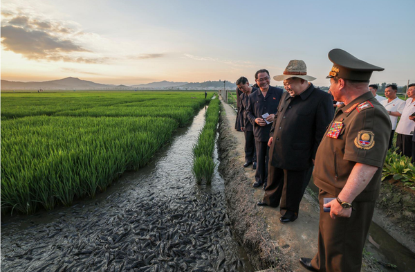 김 위원장이 논판에 욱실거리는 메기들을 만족스러운 표정으로 지켜보고 있다. [사진-노동신문]