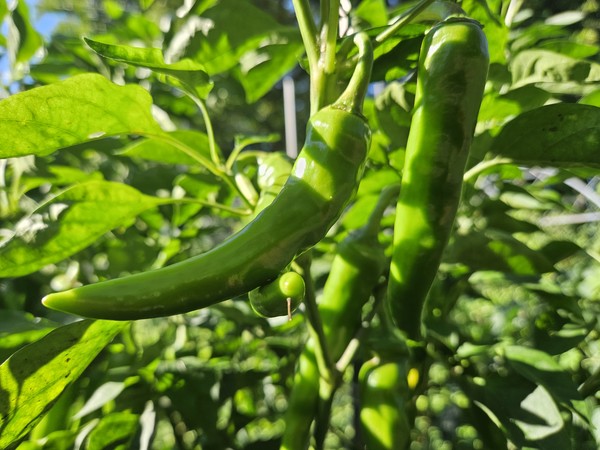 고추밭에 매달린 고추. 고추가 다이어트에 좋다고 한다. [통일뉴스 자료사진]