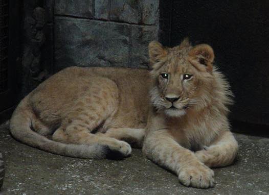 평양동물원에서 적응기간을 갖고 있는 새끼사자 '두만강' [사진-주북러시아대사관 페이스북]