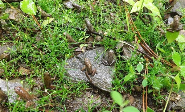 기름개구리. 북한에서 양식에 성공한 이 기름개구리는 산림보호에서 없어서는 안 되는 ‘보초병’이자 '천연 고급 영양식품'으로 불린다. [사진-조선신보 갈무리]