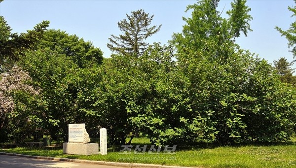 평양의 중앙식물원에서 자라고 있는 대성산목란. [사진-조선신보 갈무리]