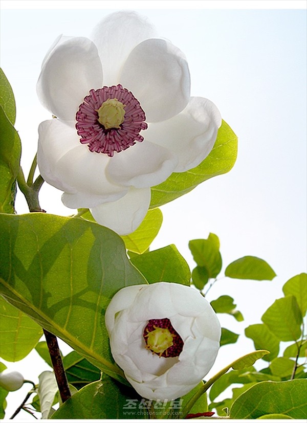 활짝 핀 대성산목란. [사진-조선신보 갈무리]