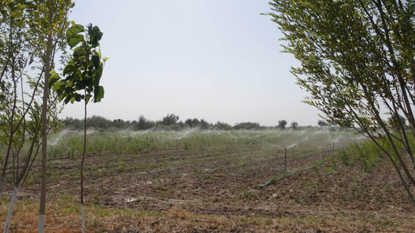 스프링클러가 가동되고 있는 묘목장 모습. [사진 제공 - KOICA]