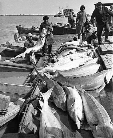 아랄해에서 잡은 철갑상어로 캐비어를 수출했던 시절은 이제 아득하다. [사진 제공 - KOICA]