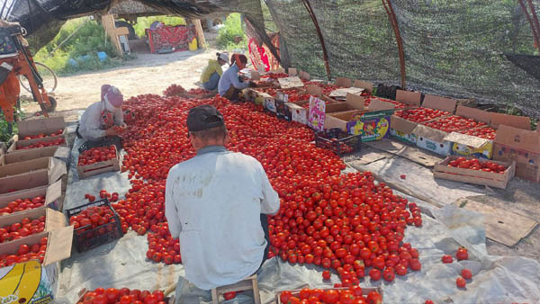 [사진 제공 - 쿤디즈 키디르니야조바]